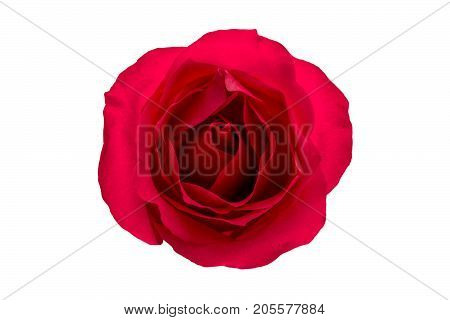 Red rose flower isolated on white background. Top view