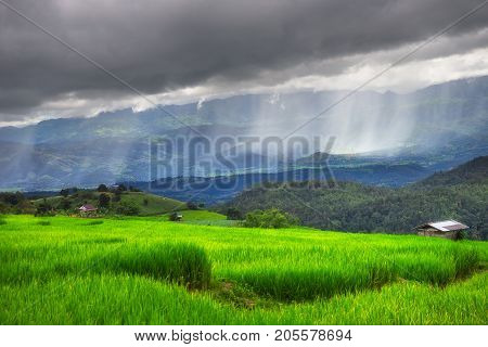 Green Terraces rice field scenery with raining cloudy at Baan Papongpieng Chiang Mai Thailand
