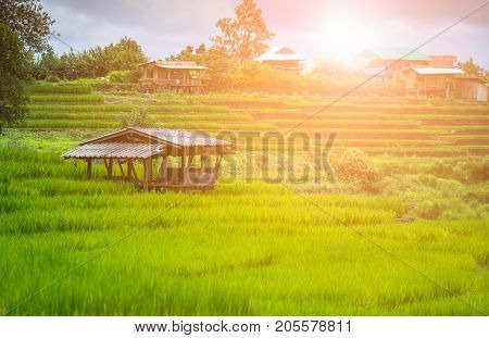 Green Terraces rice field scenery with raining cloudy at Baan Papongpieng Chiang Mai Thailand