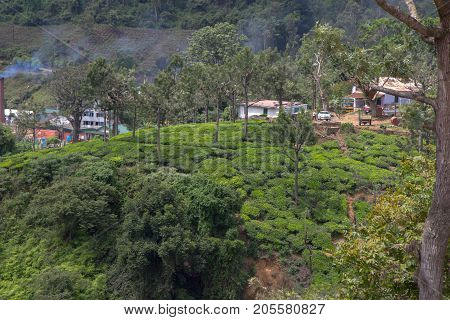 Indian tea plantation in the Darjiling at cloudy weather