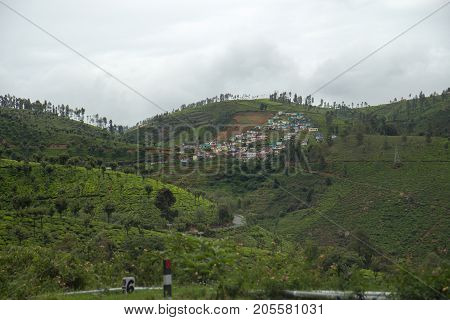 Indian tea plantation in the Nilgiri at cloudy weather