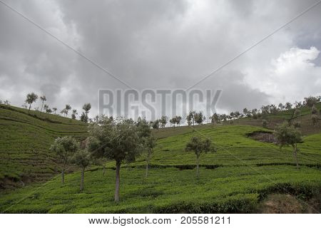 Indian tea plantation in the Nilgiri at cloudy weather