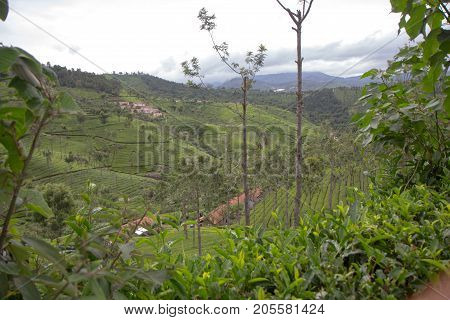 Indian tea plantation in the Nilgiri at cloudy weather