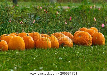 a few harvested pumpkins lined up next to the garden