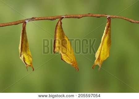 Chrysalis Of Common Maplet Butterfly Hanging On Twig