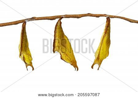 Isolatd Chrysalis Of Common Maplet Butterfly Hanging On Twig