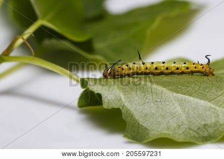 Caterpillar Of Common Maplet Butterfly Hanging On Leaf Of Host Plant