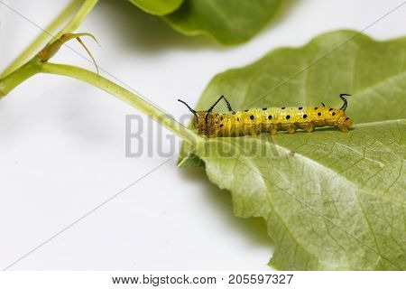 Caterpillar Of Common Maplet Butterfly Hanging On Leaf Of Host Plant