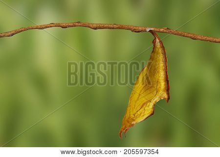 Chrysalis Of Common Maplet Butterfly Hanging On Twig