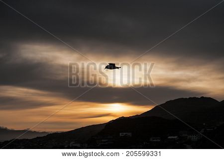 Seagulls flying in the sky with mountains on background at sunset