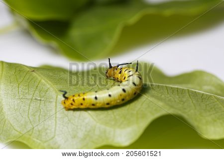 Caterpillar Of Common Maplet Butterfly Hanging On Leaf Of Host Plant