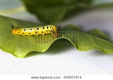 Caterpillar Of Common Maplet Butterfly Hanging On Leaf Of Host Plant
