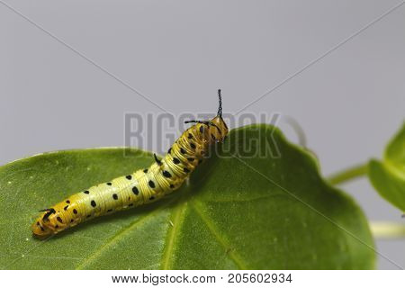 Caterpillar Of Common Maplet Butterfly Hanging On Leaf Of Host Plant