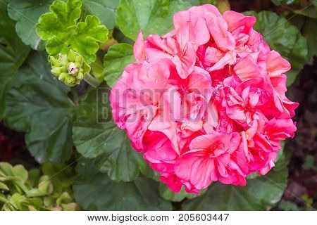 Bright Pink Variegated Geranium with Buds, in the Garden