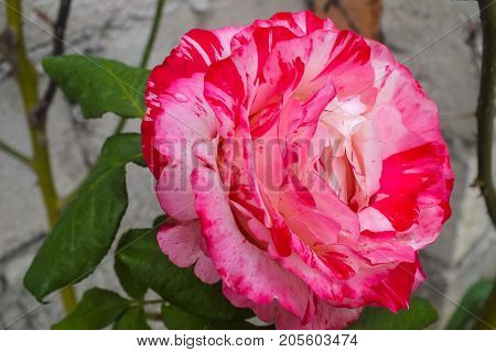 Bright Pink and White Bi-color Rose in the Garden