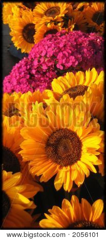 Sonnenblumen und Freunde
