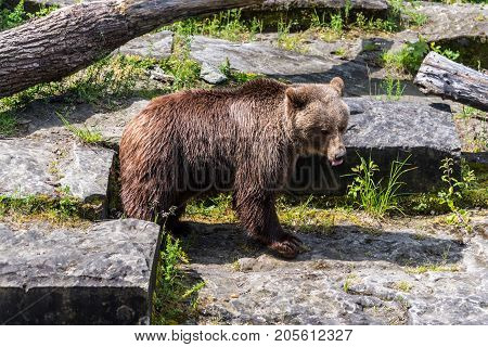 Bear in the bear pit in Bern in a beautiful summer day Switzerland