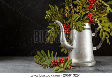 Rowan branches in a metal old coffee pot on dark background