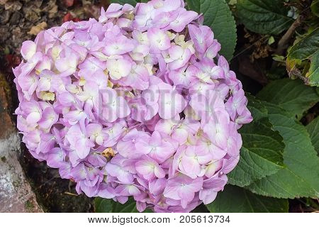 Lavender Hydrangea in Full Bloom in the garden