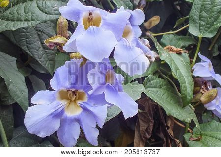 Blue Trumpet Vine, Ecuador, Native to the Amazon
