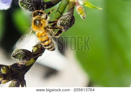 Busy as a Bee, Honey Bee Collecting Nectar