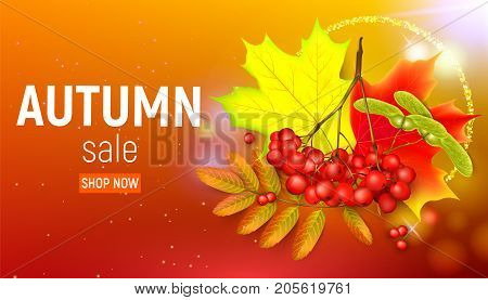 Sales banner with maple autumn leaves and rowan branches with ashberry on a orange background. Autumn maple leaf and red rowan branches with ashberry on a orange background. Vector illustration