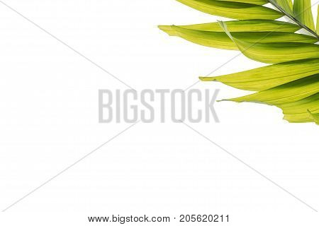 Isolated sealing wax palm (Cyrtostachys renda) leaves white background
