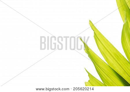 Isolated sealing wax palm (Cyrtostachys renda) leaves white background