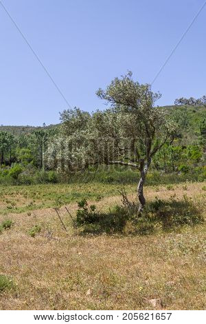 Sobreiro Tree With Shadow In A Portuguese Farm