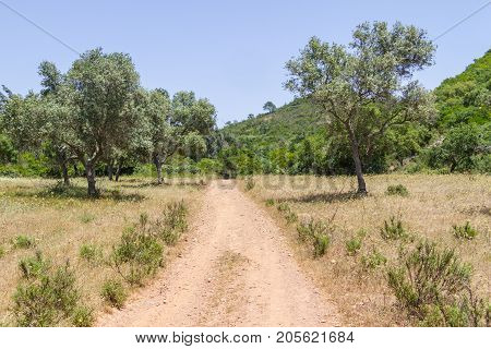 Sobreiro Tree With Shadow And Road In A Portuguese Farm
