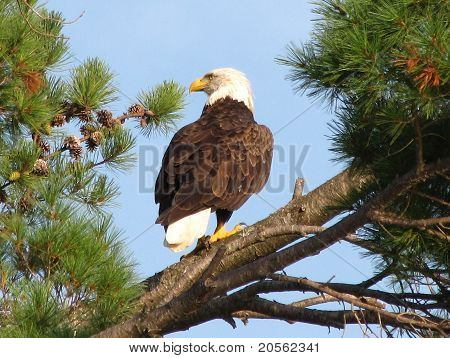 Majestætiske Bald Eagle
