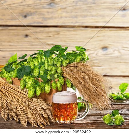 Beer glass with hops and barley on the wooden floor.