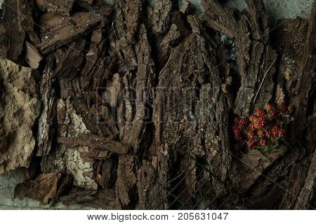 Dish On A Tree Bark