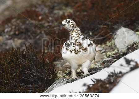 野生女性オジロライチョウ
