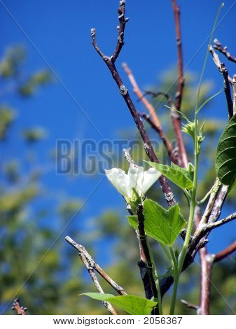 Vinstokke klatrer træet