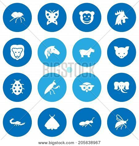 Collection Of Beetle, Herculeanus, Fly And Other Elements.  Set Of 16 Animal Icons Set.