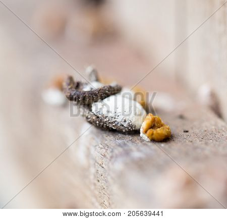 bird droppings. Macro . In the park in nature