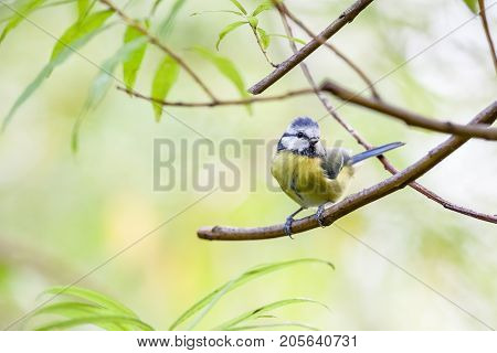 an coal tit sitting on the branches of a bush resting