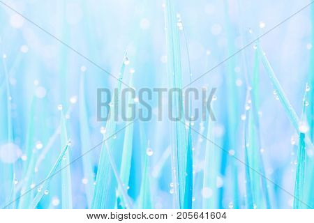 Beautiful Water Droplets On The Green Grass Shine In The Sunlight And Bokeh Close-up Macro Abstract Summer Nature Background With Drops Of Dew Blue Tone Picture