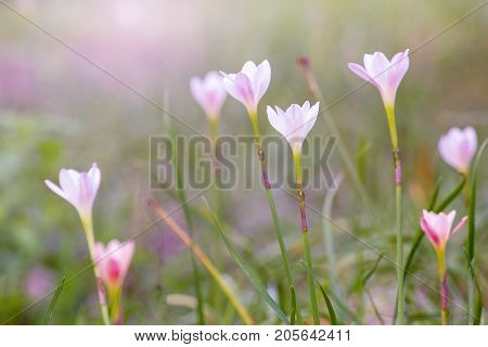 Beautiful Rain Lily Flower Zephyranthes Lily Fairy Lily Little Witches. (Zephyranthas sp.)