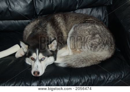 Chouch 犬