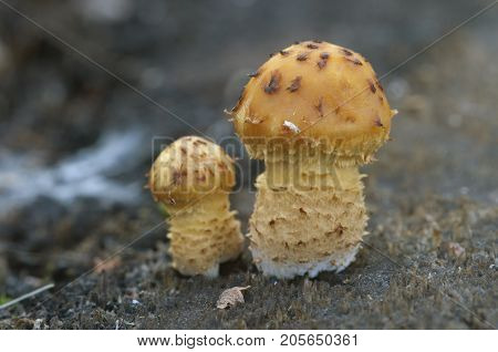 Pholiota aurivella mushroom on an old wood