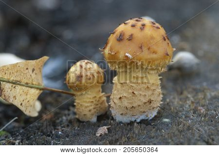 Pholiota aurivella mushroom on an old wood