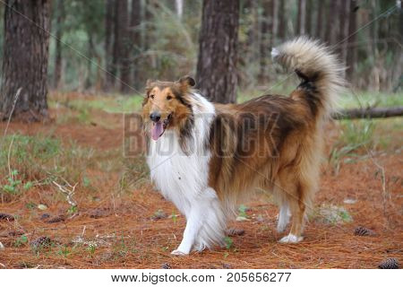 puppy collie on the beach pet friendly