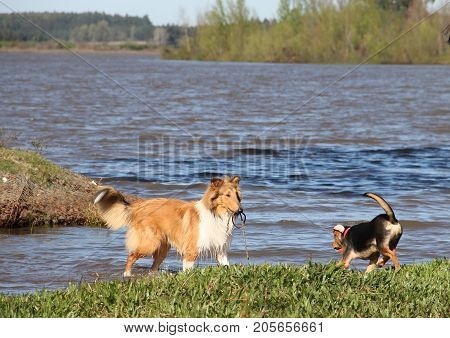 puppy collie on the beach pet friendly
