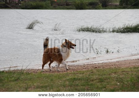 puppy collie on the beach pet friendly