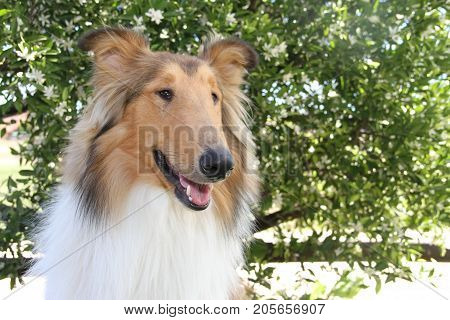 puppy collie on the beach pet friendly