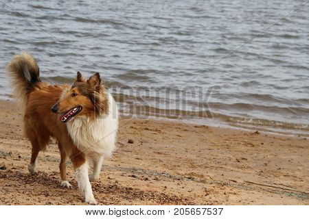 puppy collie on the beach pet friendly