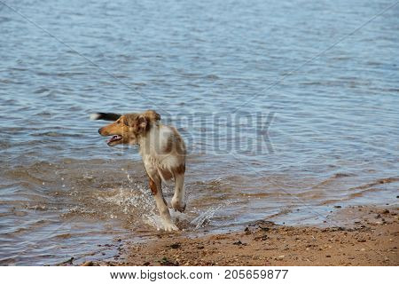 puppy collie on the beach pet friendly