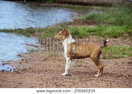 puppy collie on the beach pet friendly
